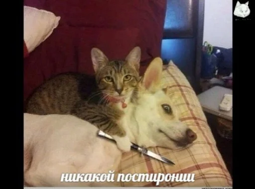 indoor mammal animal