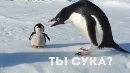 animal bird aquatic bird