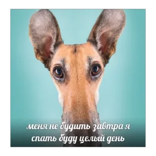 Sticker насрано - 1