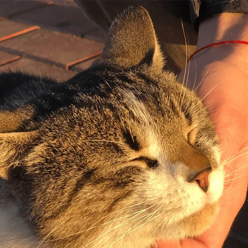 Sticker настя кнуаZ - 6