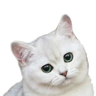 Sticker national_cat.png - 8