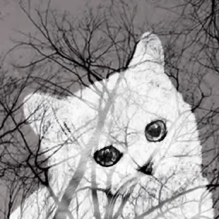 Sticker national_cat.png - 6