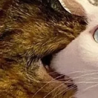 Стикер @rv0taenota - 10