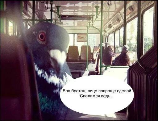 птица животное голубь