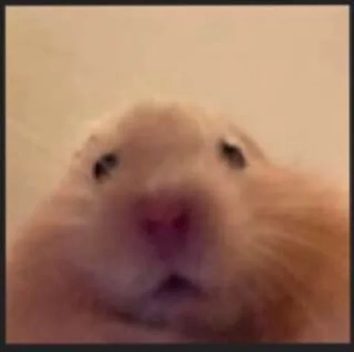 млекопитающее животное грызун