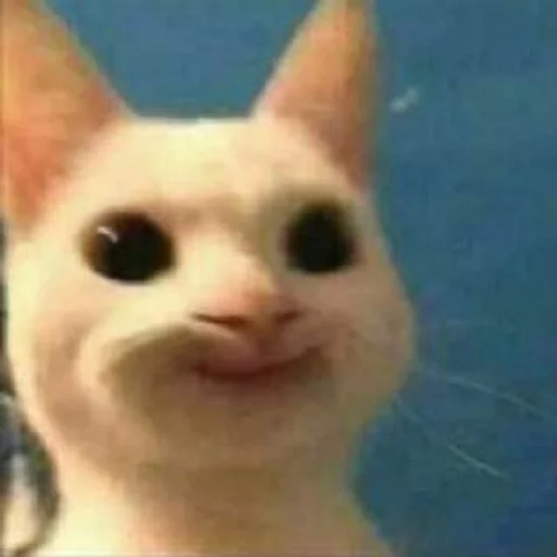 животное млекопитающее кошка