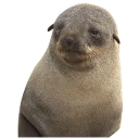 Sticker sealsseals - 10