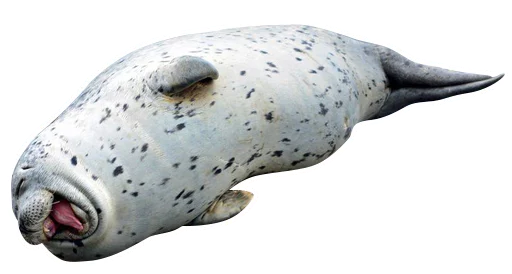 Стикер neaavyseal - 1