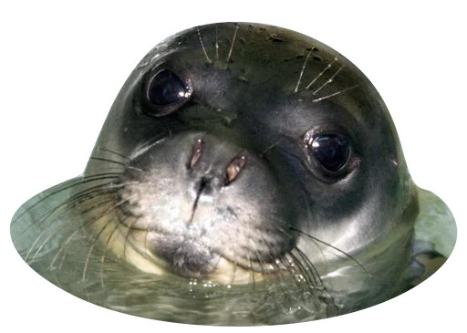 Sticker neaavyseal - 1
