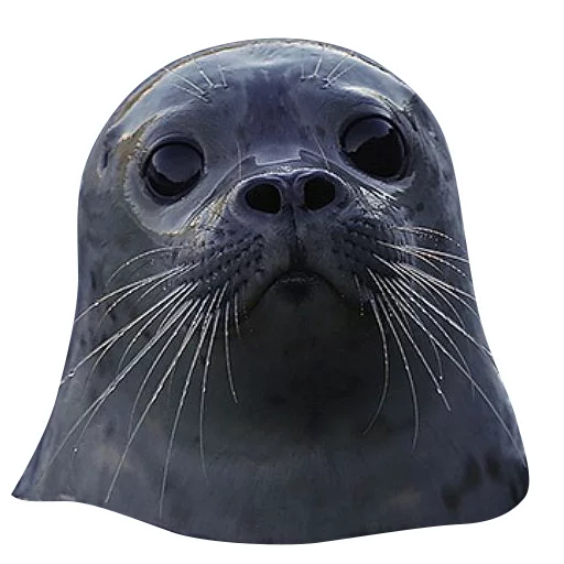Sticker neaavyseal - 1