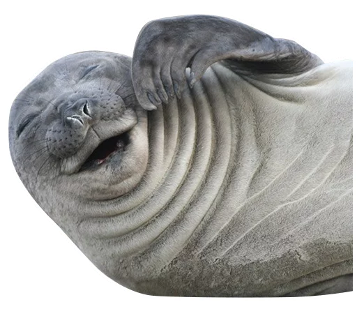 sealsseals - 
