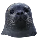 Sticker sealsseals - 7