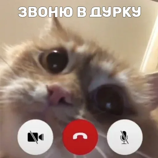 кошки малого и среднего размера кошачьи усы