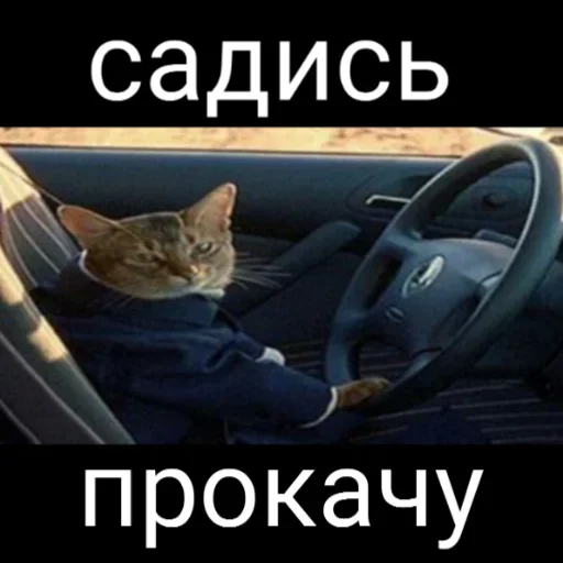 СМС кошка животное