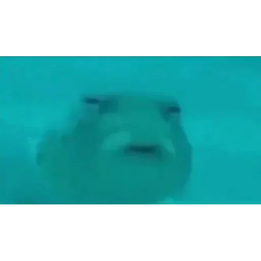 плавание Вода аква