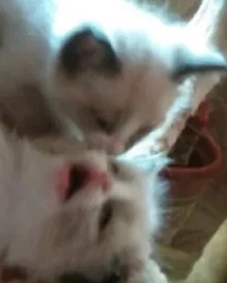 Стикер Слыш, работать - 2