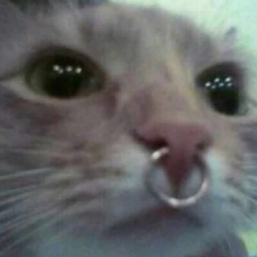 млекопитающее животное кошка