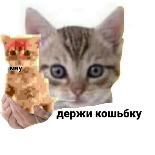 кошка кошки малого и среднего размера млекопитающее