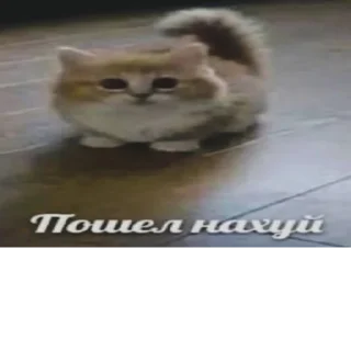 Стикер нефор сити - 7