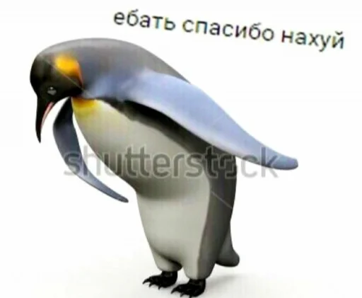 animal aquatic bird penguin