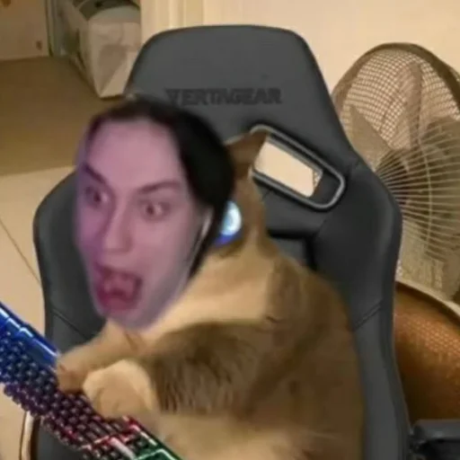 комнатный животное кошка