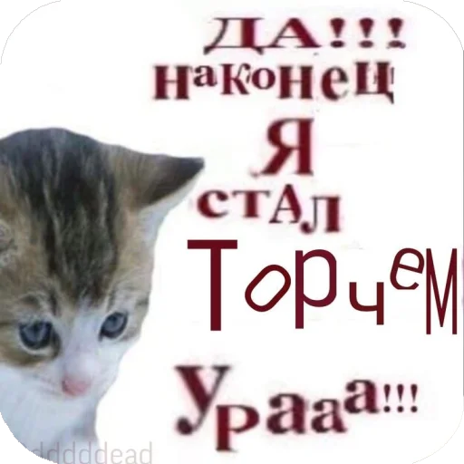 Sticker nekonchai_v_tanke - 1