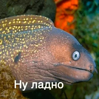 Стикер немурена @aviaparkmsk - 10