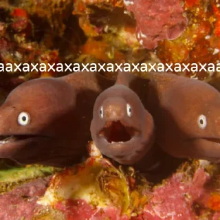 Стикер немурена @aviaparkmsk - 0