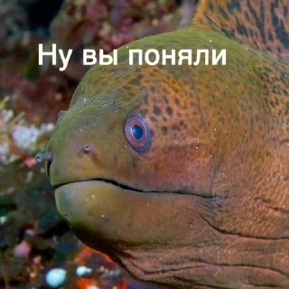 Стикер немурена @aviaparkmsk - 4