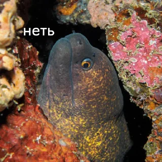 Стикер немурена @aviaparkmsk - 5