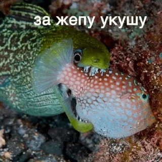 Стикер немурена @aviaparkmsk - 9