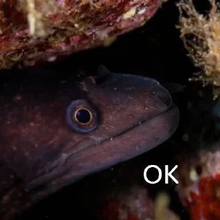 Стикер немурена @aviaparkmsk - 6