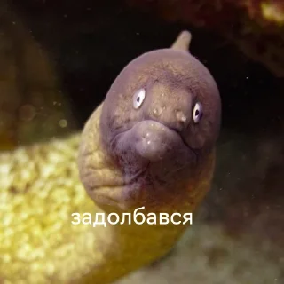 Стикер немурена @aviaparkmsk - 3