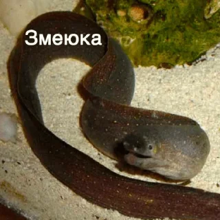 Стикер немурена @aviaparkmsk - 7