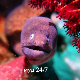 Стикер немурена @aviaparkmsk - 11