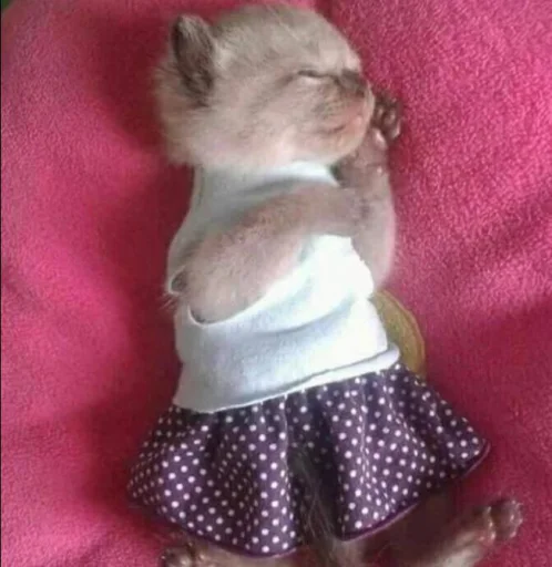 Sticker nemyaukai_by_TgEmodziBot - 1