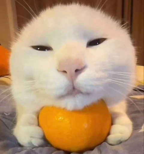 мяукаука @TgEmodziBot - 