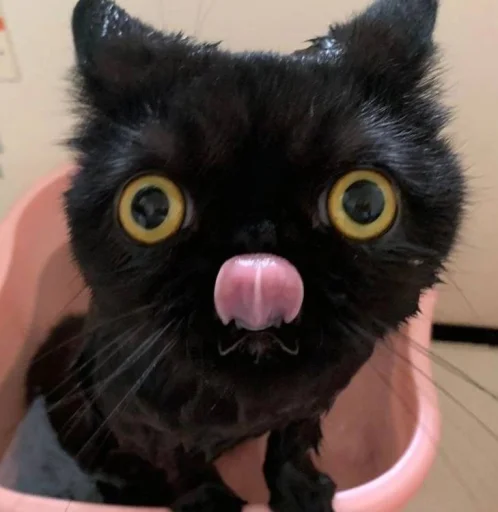 Sticker nemyaukai_by_TgEmodziBot - 1