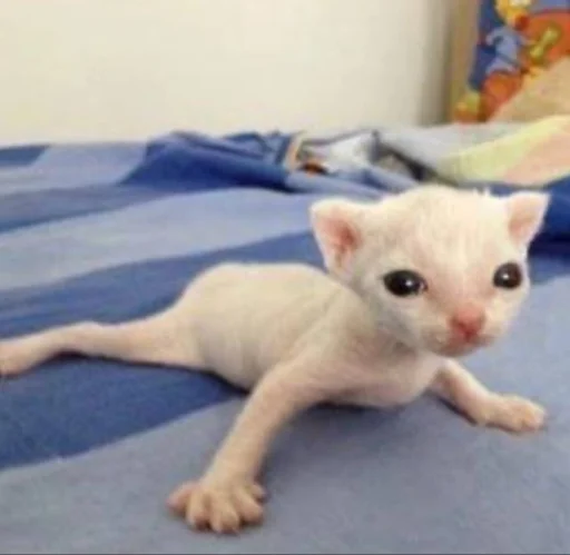 Sticker nemyaukai_by_TgEmodziBot - 1