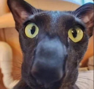 Стикер мяукаука @TgEmodziBot - 7