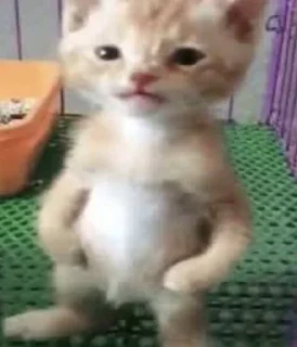 Стикер мяукаука @TgEmodziBot - 6