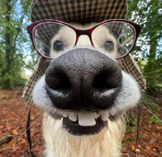 Стикер мяукаука @TgEmodziBot - 11