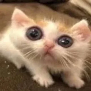 Стикер мяукаука @TgEmodziBot - 1