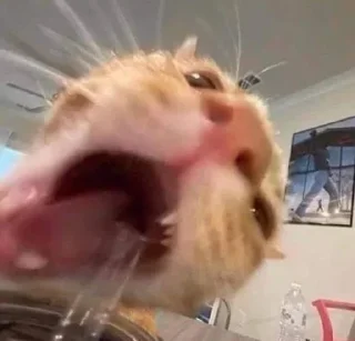 Стикер мяукаука @TgEmodziBot - 8