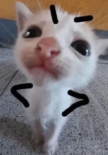 Стикер мяукаука @TgEmodziBot - 2