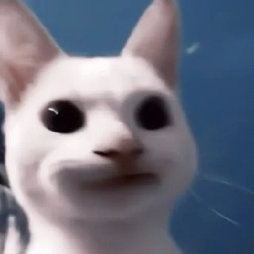 small to medium-sized cats whiskers mammal