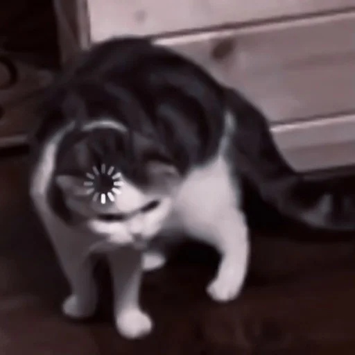 animal mammal small to medium-sized cats