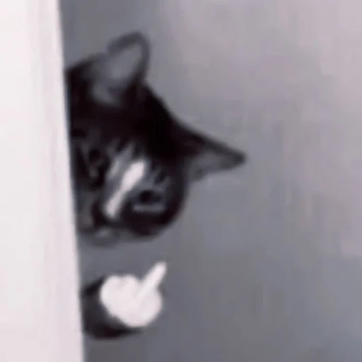 cat small to medium-sized cats animal