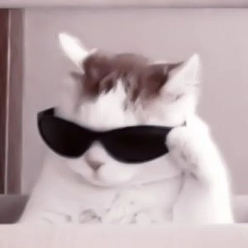 cat sunglasses animal