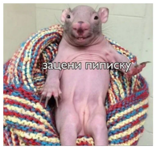 Стикер Жужа и его беседа  @More_last - 10